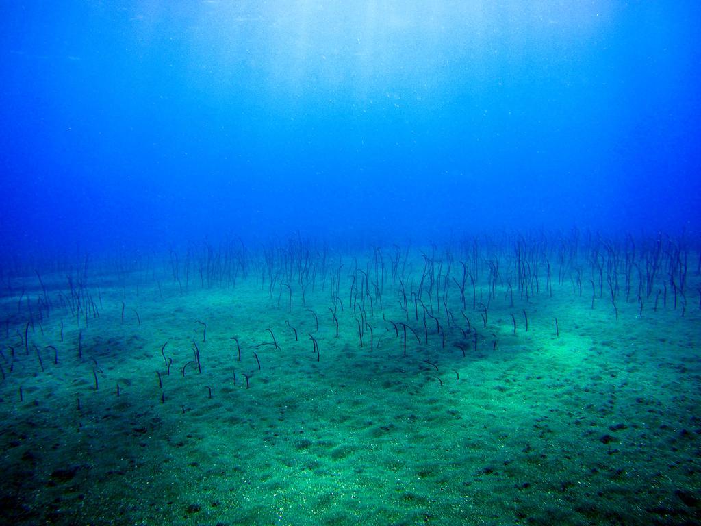 Villa Coral Pemuteran Dış mekan fotoğraf