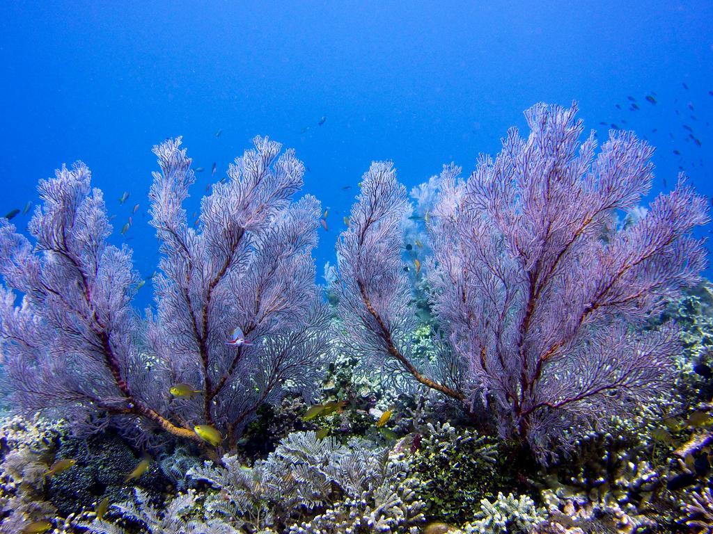 Villa Coral Pemuteran Dış mekan fotoğraf