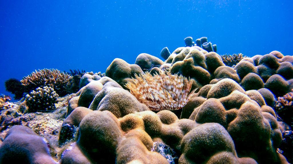 Villa Coral Pemuteran Dış mekan fotoğraf