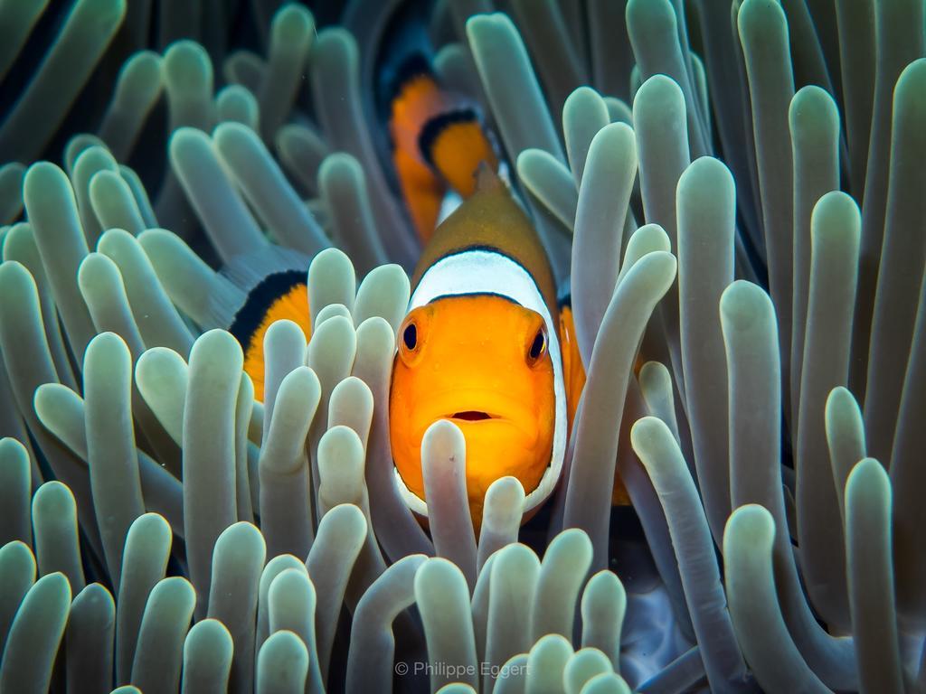 Villa Coral Pemuteran Dış mekan fotoğraf